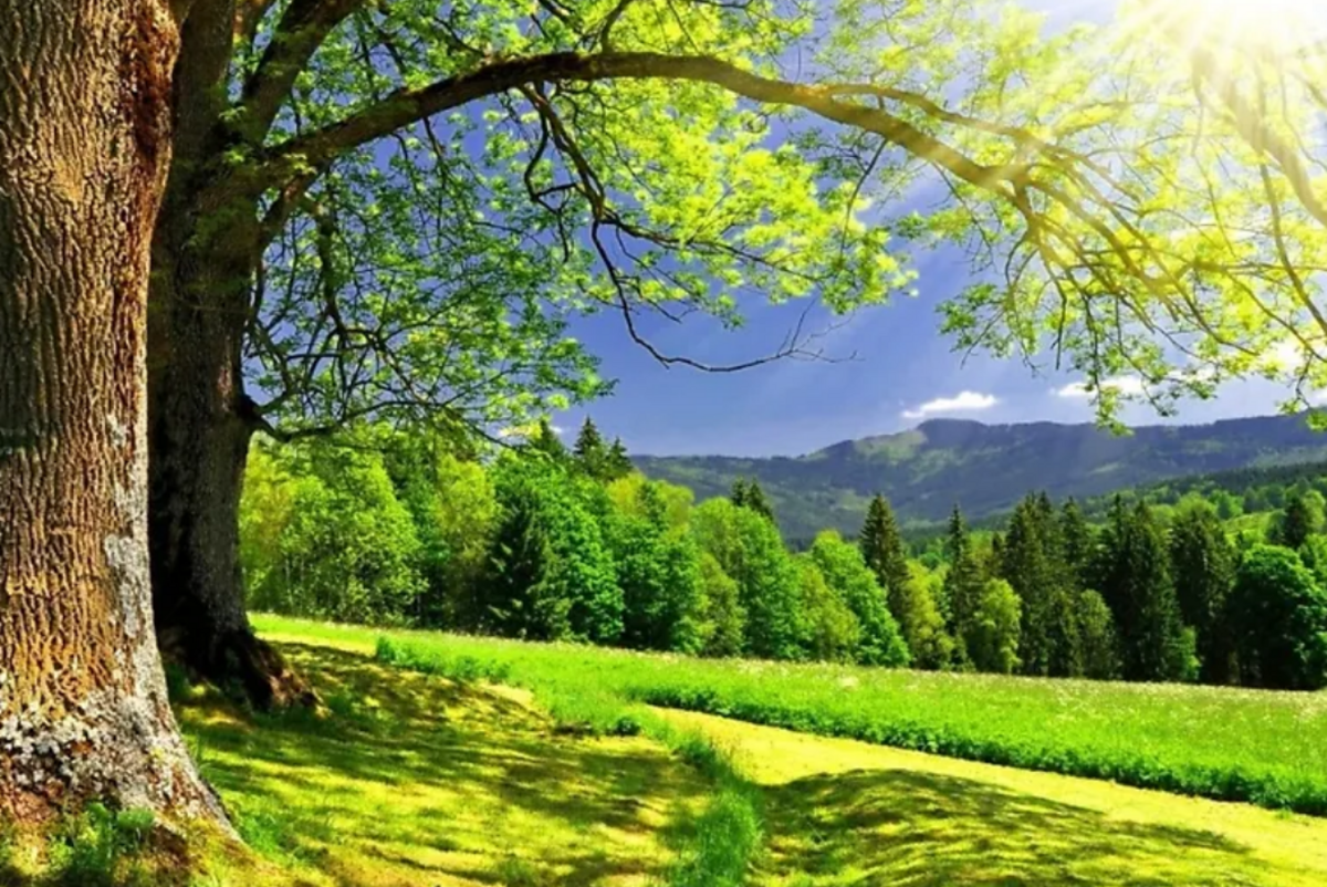 Земельна ділянка Сонячне фото 1 Земельна ділянка Сонячне фото 1