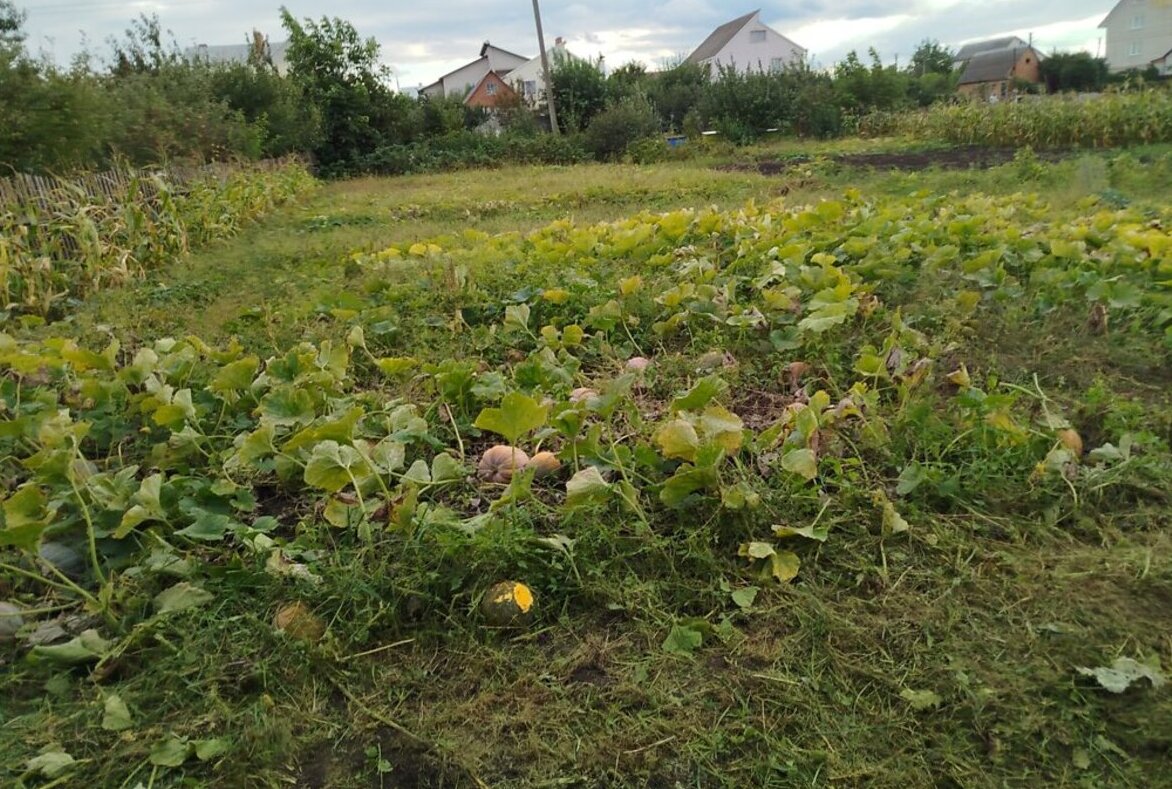 Продаж земельної ділянки під житлову забудову на вул. Черешнева, 10 соток фото 1 Продаж земельної ділянки під житлову забудову на вул. Черешнева, 10 соток фото 1