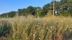 �������� ������ �����������, ( ������ ����) ���� 3