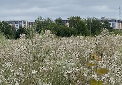 Продаж земельної ділянки під житлову забудову на шосе Барське, площа 70 соток фото 1 Продаж земельної ділянки під житлову забудову на шосе Барське, площа 70 соток фото 1