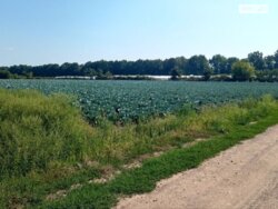 Продаж земельної ділянки сільськогосподарського призначення на 1-й пров. Немирівське шосе, площа 281 сотка фото 7 Продаж земельної ділянки сільськогосподарського призначення на 1-й пров. Немирівське шосе, площа 281 сотка фото 7