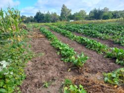 ��������� ������ ³�����, ³�������, ���������, �������� ���� 5