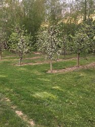 Продаж земельної ділянки під житлову забудову на вул. Деснянська, площа 30 соток фото 4 Продаж земельної ділянки під житлову забудову на вул. Деснянська, площа 30 соток фото 4