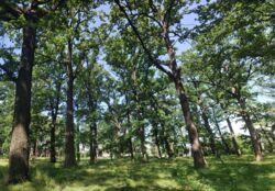 ��������� ������ �������, �����������, ³������� ���� 6