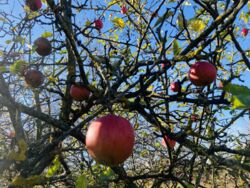 Продається ділянка Гавришівка, Вінницький, Вінницька фото 11 Продається ділянка Гавришівка, Вінницький, Вінницька фото 11