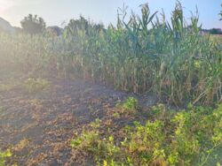 ������ �������� ������ ���� 2