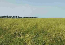 ������ �������� ������ ��������������������� �����������, ����� 325 ����� ���� 3