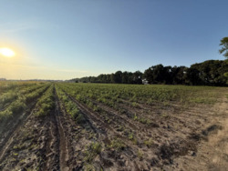 Земельна ділянка, м.Вінниця р-н Тяжилів, Костел. фото 2 Земельна ділянка, м.Вінниця р-н Тяжилів, Костел. фото 2