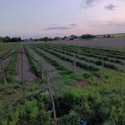 Земельна ділянка 1.7 га. фото 2 Земельна ділянка 1.7 га. фото 2