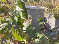 Продаж земельної ділянки під житлову забудову на 2-й пр. Харчовиків, площа 4.5 сотки фото 5 Продаж земельної ділянки під житлову забудову на 2-й пр. Харчовиків, площа 4.5 сотки фото 5