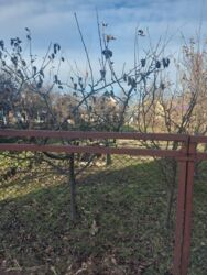 ��������� ������ ³�����, ³�������, �����������, ����� ���� 4