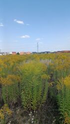 ������ �������� ������, ���. ���������, 6 ����� ���� 6