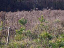 ������ ������, 126 ���., ��������������������� ����������� ���� 5