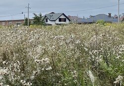 Продаж земельної ділянки під житлову забудову на шосе Барське, площа 70 соток фото 3 Продаж земельної ділянки під житлову забудову на шосе Барське, площа 70 соток фото 3