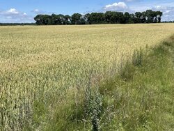 Продається ділянка Вінницька, Вінницький, Гавришівка, Польова фото 2 Продається ділянка Вінницька, Вінницький, Гавришівка, Польова фото 2