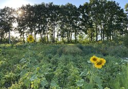 Продаж земельної ділянки під житлову забудову, площа 8 соток фото 1 Продаж земельної ділянки під житлову забудову, площа 8 соток фото 1