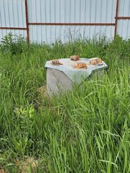 Продаж земельної ділянки під житлову забудову на вул. Лісова, площа 7 соток фото 2 Продаж земельної ділянки під житлову забудову на вул. Лісова, площа 7 соток фото 2