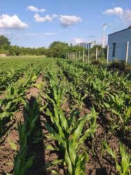 Продаж земельної ділянки, Тяжилів фото 8 Продаж земельної ділянки, Тяжилів фото 8