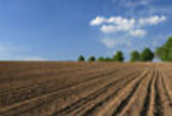 Продаж земельної ділянки сільськогосподарського призначення, площа 252 сотки фото 5 Продаж земельної ділянки сільськогосподарського призначення, площа 252 сотки фото 5