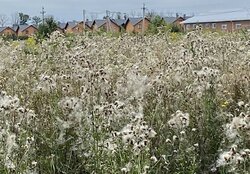 Продаж земельної ділянки під житлову забудову на шосе Барське, площа 70 соток фото 2 Продаж земельної ділянки під житлову забудову на шосе Барське, площа 70 соток фото 2