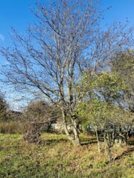 Продається ділянка Гавришівка, Вінницький, Вінницька фото 14 Продається ділянка Гавришівка, Вінницький, Вінницька фото 14