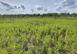 Продаж земельної ділянки під житлову забудову, площа 0.08 Га фото 2 Продаж земельної ділянки під житлову забудову, площа 0.08 Га фото 2