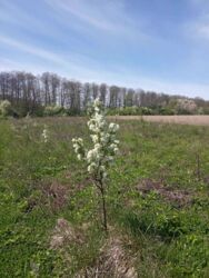 ������ ������, 126 ���., ��������������������� ����������� ���� 6