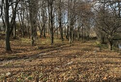 Продаж земельної ділянки під житлову забудову на вул. Чумацька, площа 20 соток фото 3 Продаж земельної ділянки під житлову забудову на вул. Чумацька, площа 20 соток фото 3