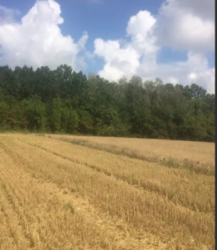 Продаж земельної ділянки комерційного призначення в селі Лука-Мелешківська, Вінницькій області, площа 1 Га фото 5 Продаж земельної ділянки комерційного призначення в селі Лука-Мелешківська, Вінницькій області, площа 1 Га фото 5