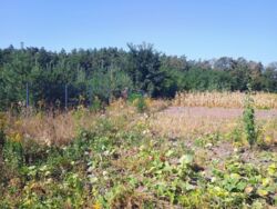 Земельна ділянка 8 соток. фото 3 Земельна ділянка 8 соток. фото 3