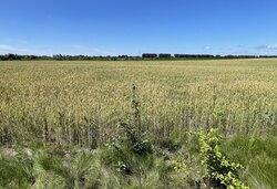 Продається ділянка Вінницька, Вінницький, Гавришівка, Польова фото 1 Продається ділянка Вінницька, Вінницький, Гавришівка, Польова фото 1