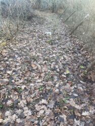 Дачна ділянка, 10 соток, с. Лукаа-Мелешківська фото 11 Дачна ділянка, 10 соток, с. Лукаа-Мелешківська фото 11