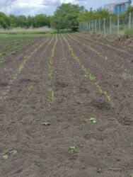 Продаж земельної ділянки, Тяжилів фото 7 Продаж земельної ділянки, Тяжилів фото 7