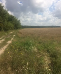 Продаж земельної ділянки комерційного призначення в селі Лука-Мелешківська, Вінницькій області, площа 1 Га фото 4 Продаж земельної ділянки комерційного призначення в селі Лука-Мелешківська, Вінницькій області, площа 1 Га фото 4