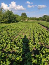 Продаж земельної ділянки, Тяжилів фото 9 Продаж земельної ділянки, Тяжилів фото 9