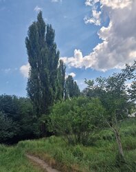 Продаж земельної ділянки під житлову забудову на вул. Крутнів Яр, площа 30 соток фото 10 Продаж земельної ділянки під житлову забудову на вул. Крутнів Яр, площа 30 соток фото 10