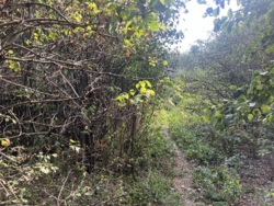 Продається ділянка Вінницька, Вінниця, Передмістя, Вінницькі Хутори, Незалежності фото 2 Продається ділянка Вінницька, Вінниця, Передмістя, Вінницькі Хутори, Незалежності фото 2