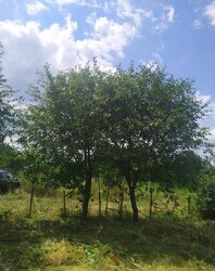 ������ �������� ������ ��������������������� �����������, ����� 5 ����� ���� 1