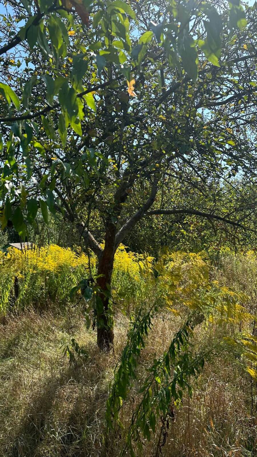 ��������� ������ �����-����������, �����-��������� ����, ��������� ���� 1