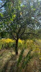 ��������� ������ �����-����������, �����-��������� ����, ��������� ���� 1