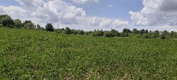 Продається ділянка Неговці, Калушський, Івано-Франківська фото 5 Продається ділянка Неговці, Калушський, Івано-Франківська фото 5