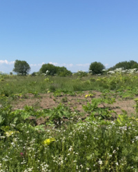 Продається ділянка Вивізна, Крихівці, Івано-Франківські села, Івано-Франківська фото 1 Продається ділянка Вивізна, Крихівці, Івано-Франківські села, Івано-Франківська фото 1