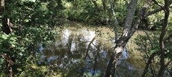 Продається ділянка Неговці, Калушський, Івано-Франківська фото 6 Продається ділянка Неговці, Калушський, Івано-Франківська фото 6