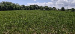 Продається ділянка Неговці, Калушський, Івано-Франківська фото 1 Продається ділянка Неговці, Калушський, Івано-Франківська фото 1