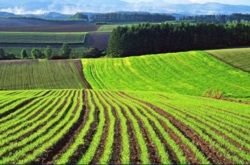 Продам ділянку с/х призначення біля Високих Байраків у Кропивницькому фото 2 Продам ділянку с/х призначення біля Високих Байраків у Кропивницькому фото 2