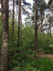 Продається зімельна ділянка під забудову на Лісопарковій фото 1 Продається зімельна ділянка під забудову на Лісопарковій фото 1