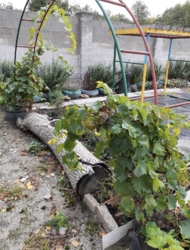 Продам земельну ділянку біля річки на Лелеківці в м Кропивницький фото 12 Продам земельну ділянку біля річки на Лелеківці в м Кропивницький фото 12