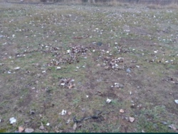 Продам земельну ділянку в Кропивницькому Соколовка фото 1 Продам земельну ділянку в Кропивницькому Соколовка фото 1