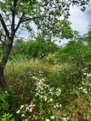 Продам приватизований участок разом з будиночком. фото 2 Продам приватизований участок разом з будиночком. фото 2