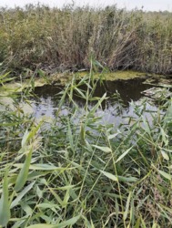 Продам земельну ділянку біля річки на Лелеківці в м Кропивницький фото 14 Продам земельну ділянку біля річки на Лелеківці в м Кропивницький фото 14